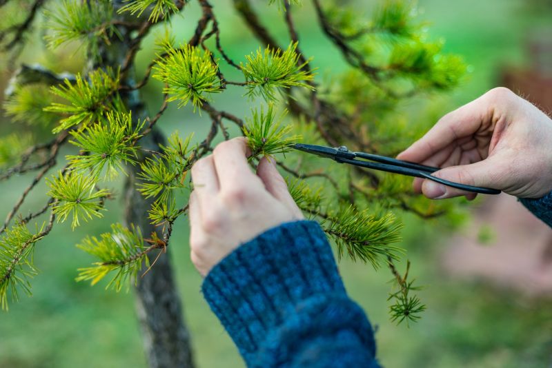 Branches Pruning in Allentown, PA