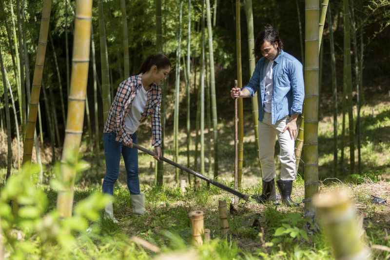 Bamboo Removal Cost Guide — Cost of Bamboo Removal