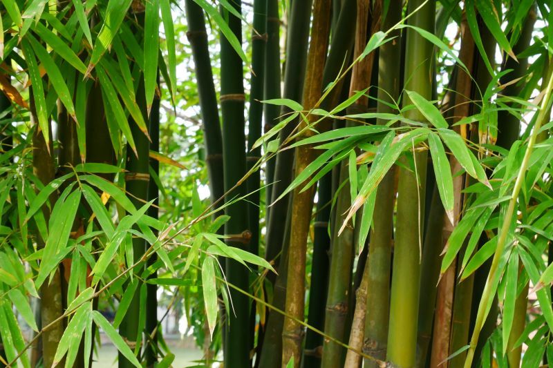 Bamboo Density