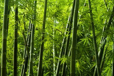Bamboo Grows Fast if Not Contained!