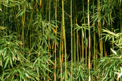 Manage Natural Ecosystems by Controlling the Spread of Bamboo!